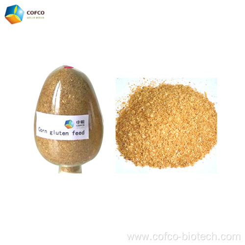 Corn gluten feed for dairy cattle